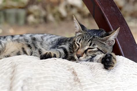 4 Interesting Facts About The Grey Tabby Cat