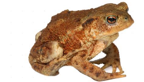 Free Toad Png Download Free Toad Png Png Images Free Cliparts On