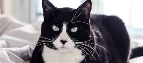 Tuxedo Cats Breed Guide Traits Personality And Facts