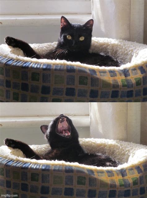 Cat Laughing At A Bad Joke Imgflip