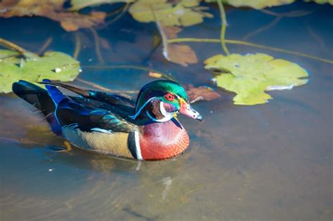 The Wood Duck Or Carolina Duck Is A Species Of Perching Duck Found In
