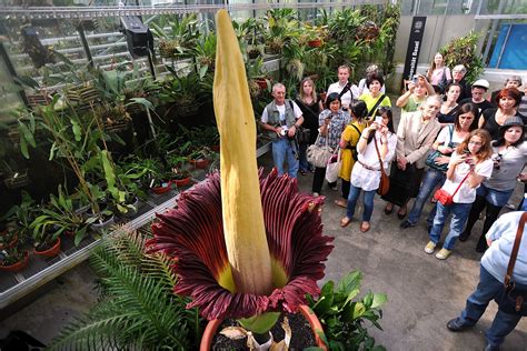 Amorphophallus titanum, species, also known as the titan arum, which has the largest unbranched inflorescence in the world. The Corpse Flower: Description, Life Cycle, Facts