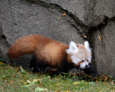 Tofu The Red Panda Makes Debut As The Newest And Cutest