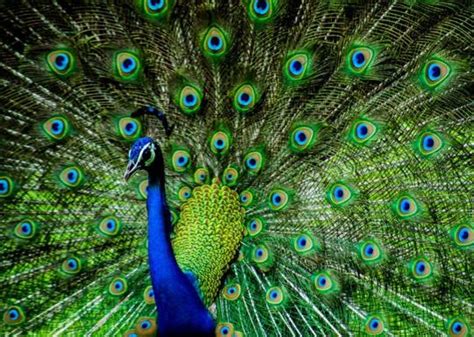 Why Do Peacocks Have Such Showy Feathers