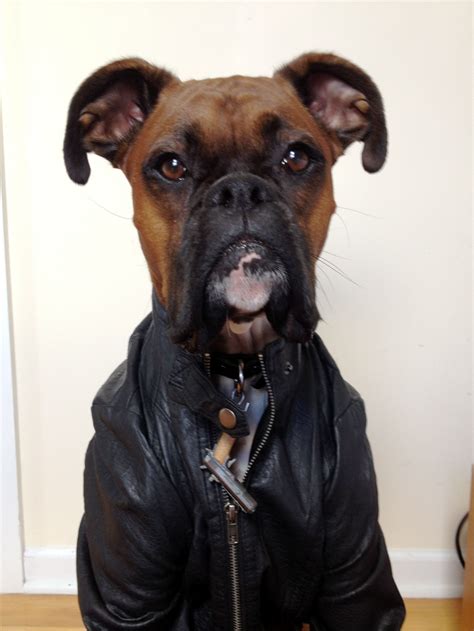 Menswear Dog Boxer Leather Jacket Weekend Edition Boxer Dogs