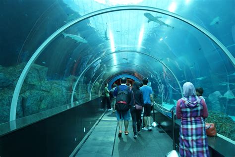 Sea Aquarium Sentosa Come And Swim With The Sharks