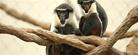 Diana Monkey Lincoln Park Zoo