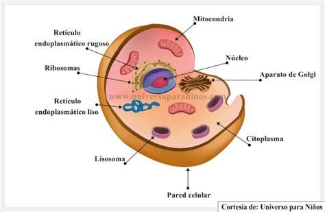 Celulas Eucariotas Y Procariotas Explicacion Para Niños