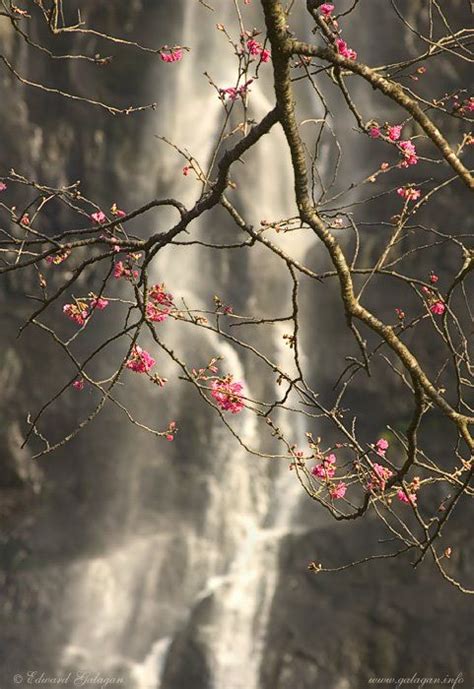 Photo Of Spring Flowers And Waterfall Nature Photography Beautiful