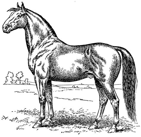 Vintage Horse Coloring Page Free Clip Art