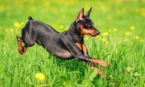Miniature Pinscher Breed Characteristics Care And Photos Bechewy