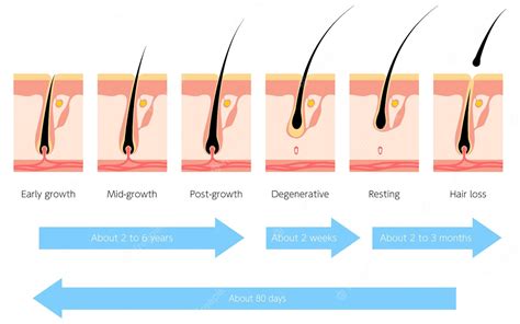 Premium Vector Illustration Of The Hair Cycle And Hair Growth Cycle