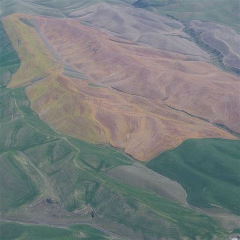 Aerial View Of Rolling Palouse Hills Near Walla Walla In Brief
