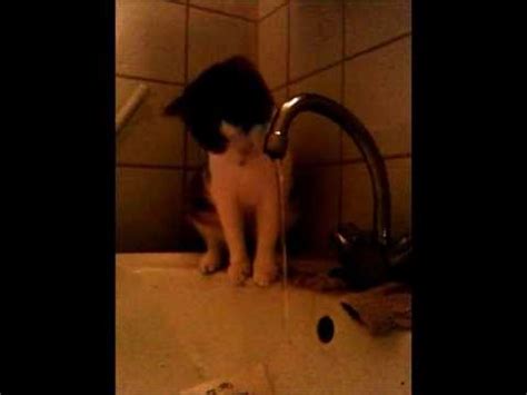 Cat Loves Water Youtube