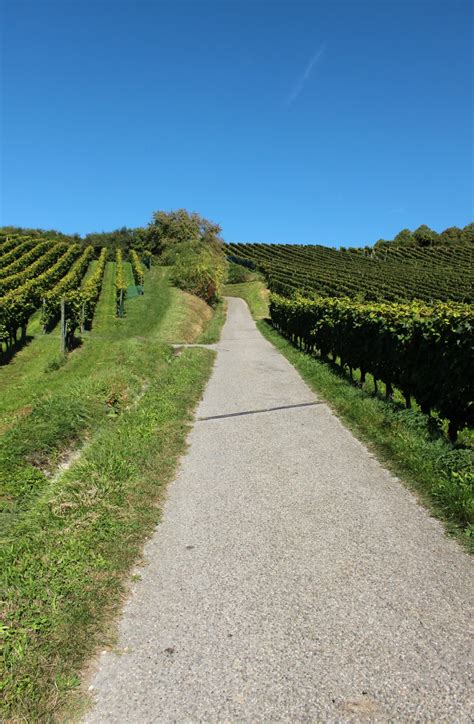 Duwap kaine i did it ( official audio ). Kleine Wege durch die Weinberge am Bodensee - Blumen und Natur