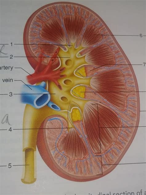 Major Structures Of Longitudinal Section Of Kidney Diagram Quizlet