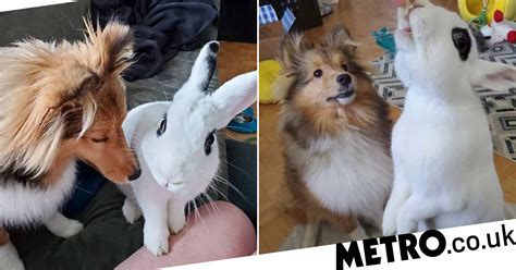 Dog And Rescue Rabbit Become Best Friends And Love Grooming Each Other