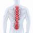 The Thoracic Spine Anatomy Function And Common Injuries 