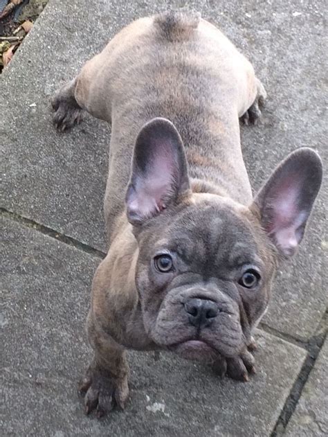 The cost of your french bull dog will depend on a multitude of factors such as colour, age and breeders geographic location. Quality blue reverse brindle French bulldog girl. | Neath ...