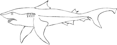 Megalodon Shark Coloring Pages at GetColorings.com | Free printable
