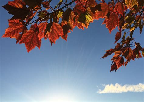 4032x2856 Nature Sunray Leafe Leaves Maple Autumn Red Outdoors