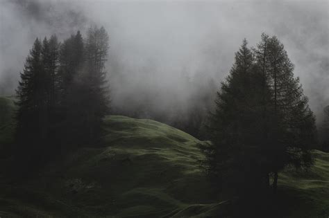 Free Images Cold Conifer Desktop Wallpaper Evergreen Fog Foggy