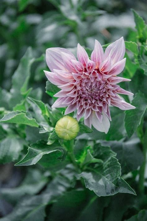 Avas flowers is comitted to convenience and. The Real Flower Company | Sheep Dip Rose Paddock Farm Walk ...