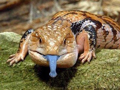 They are docile, quiet, gentle, and easily tamed, which is why they make great beginner pets. Blue Tounge Lizard