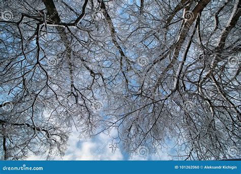 Winter Snow Covered Tree Branches Stock Photo Image Of Covered City