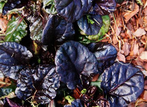 Best 8 Ground Cover Plants For Shade Garden Pics And Tips