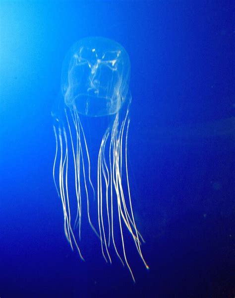 Самая ядовитая медуза в мире
