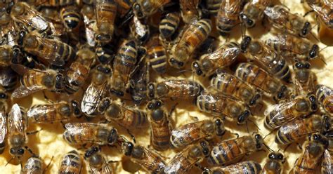 Watch Video Meet The Geneva Farmer Who Raises Bees Sells Their Honey