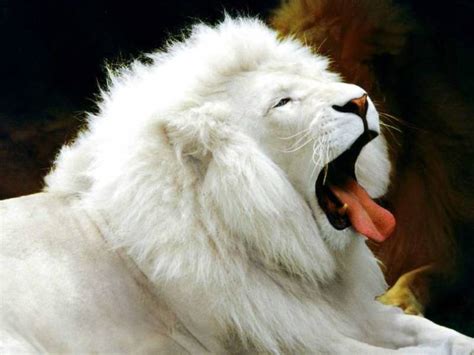 15 Stunning Pictures of White Animals
