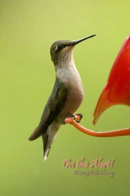 Most leave toward the end of september. Ohio Hummingbirds Photo Gallery by pemkid at pbase.com