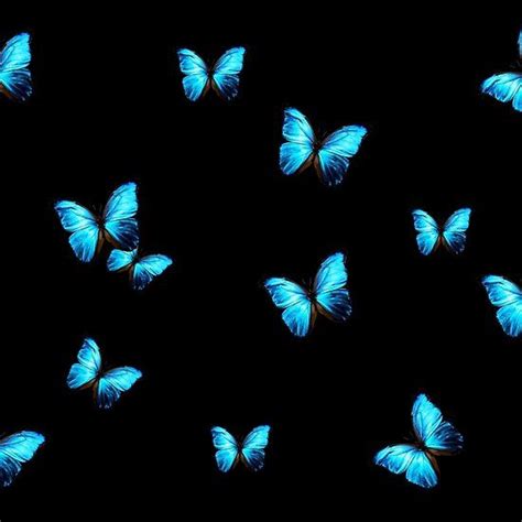 Supper Blue Butterflies On A Black Background Butterfly Wallpaper