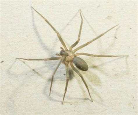 Beware The Dangerous Brown Recluse Spider Cnbnews