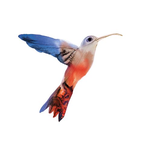 Flying Watercolor Hummingbird Png ภาพถ่าย Png Mart