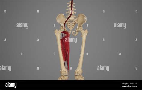 Anatomische Darstellung Der Arteria Femoralis Stockfotografie Alamy
