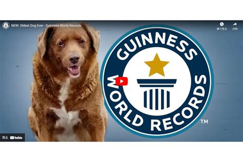 30歳の犬が「世界最高齢の犬」としてギネス記録に、ネット「すごい」「とても幸せそうな顔」：マピオンニュース