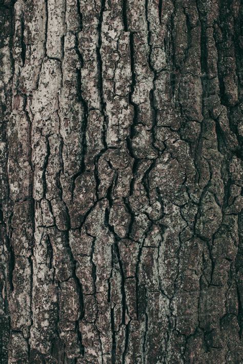 Full Frame Of Dark Tree Bark Texture As Background Stock Photo Dissolve