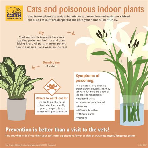 Are Houseplants Toxic To Cats Cat Meme Stock Pictures And Photos