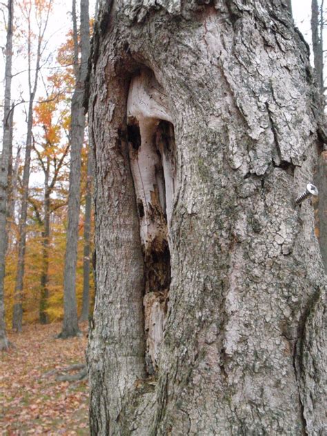 Face It By Mother Nature Weird Trees Tree Faces Nature Tree