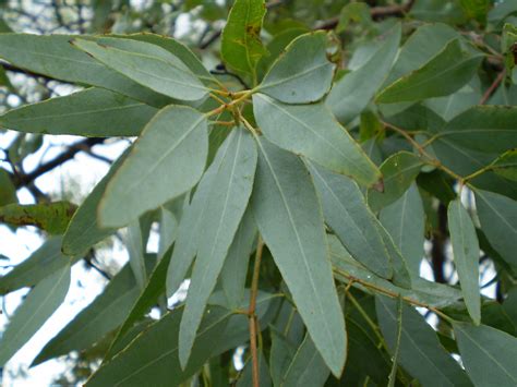 Fileeucalyptus Staigeriana Leaf Wikimedia Commons