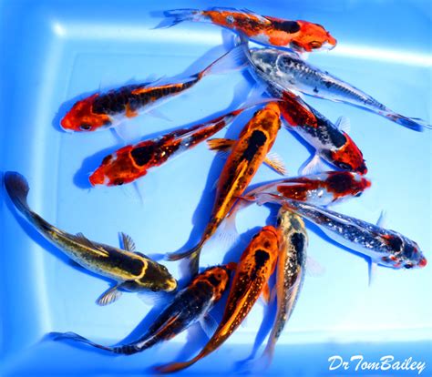 Premium Rare Assorted Matsuba Koi