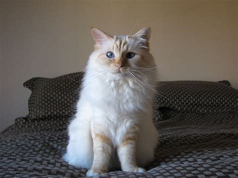 Фото бирманской кошки