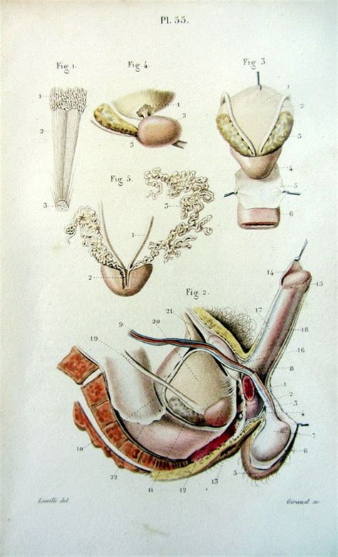 Antique Anatomy Urinary System Print 1852 By Lyranebulaprints