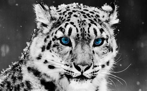 Image Baby Snow Leopard With Blue Eyes Wallpaper 2 Animal Jam