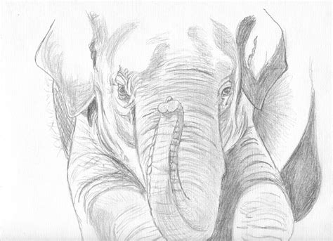 Original Pencil Sketch Elephant Drawing By Shannon Ivins Pixels