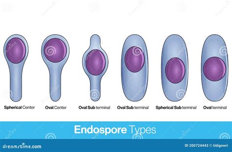 Location Of Bacterial Spores Types Of Endospore Endospore Structure