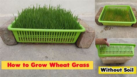 How To Grow Wheatgrass At Home Without Soil Growing Wheat Grass